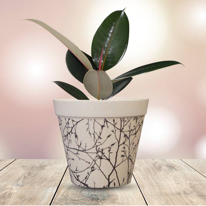 Ficus Elastica Adibijan Houseplant in a 13cm Nursery Pot with Bamboo Plant Pot