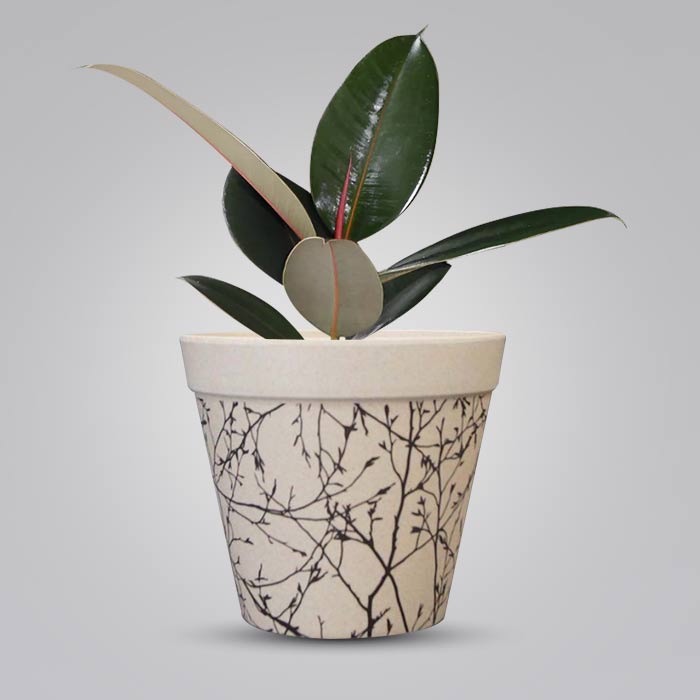 Ficus Elastica Adibijan Houseplant in a 13cm Nursery Pot with Bamboo Plant Pot