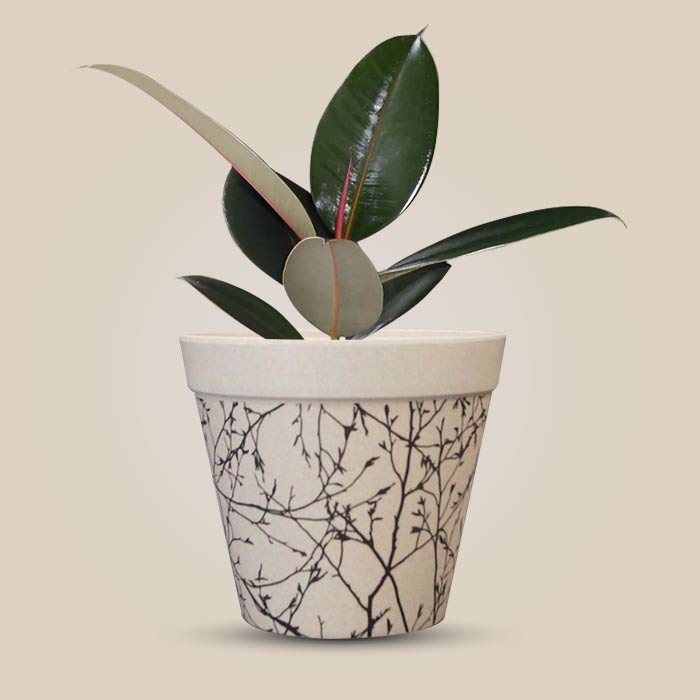 Ficus Elastica Adibijan Houseplant in a 13cm Nursery Pot with Bamboo Plant Pot