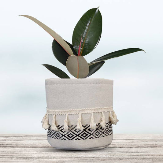 Ficus Elastica Adibijan House Plant in a 13cm Nursery Pot with Cotton Pot