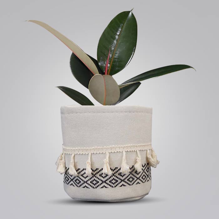 Ficus Elastica Adibijan House Plant in a 13cm Nursery Pot with Cotton Pot