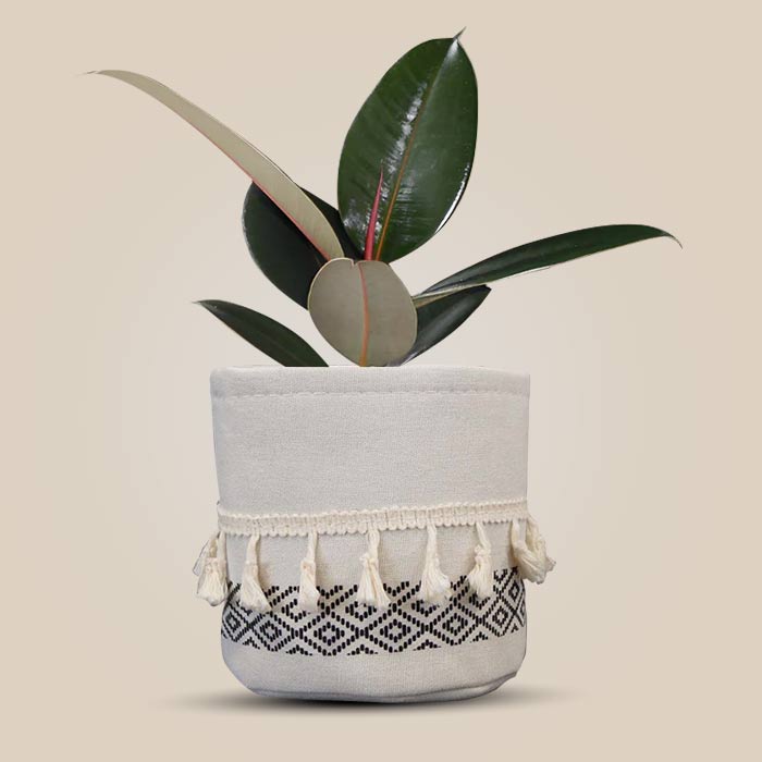 Ficus Elastica Adibijan House Plant in a 13cm Nursery Pot with Cotton Pot