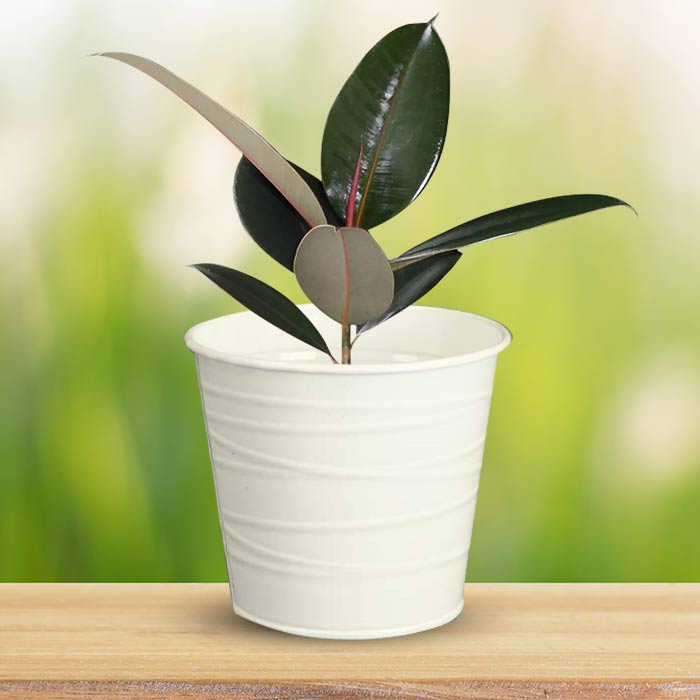 Ficus Elastica Adibijan Indoor Plant in a 13cm Nursery Pot with White Metal Pot