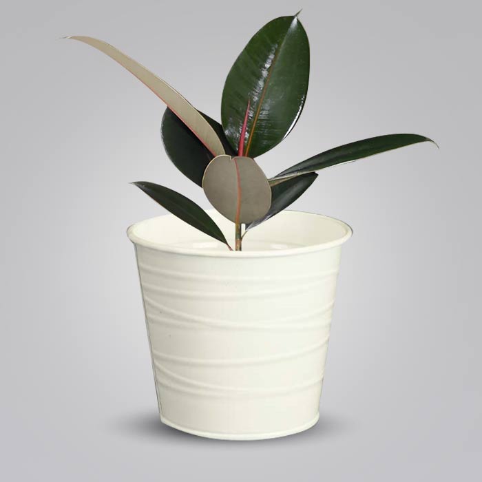 Ficus Elastica Adibijan Indoor Plant in a 13cm Nursery Pot with White Metal Pot