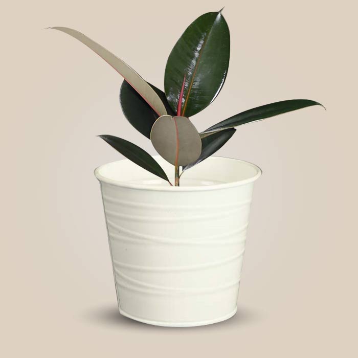 Ficus Elastica Adibijan Indoor Plant in a 13cm Nursery Pot with White Metal Pot