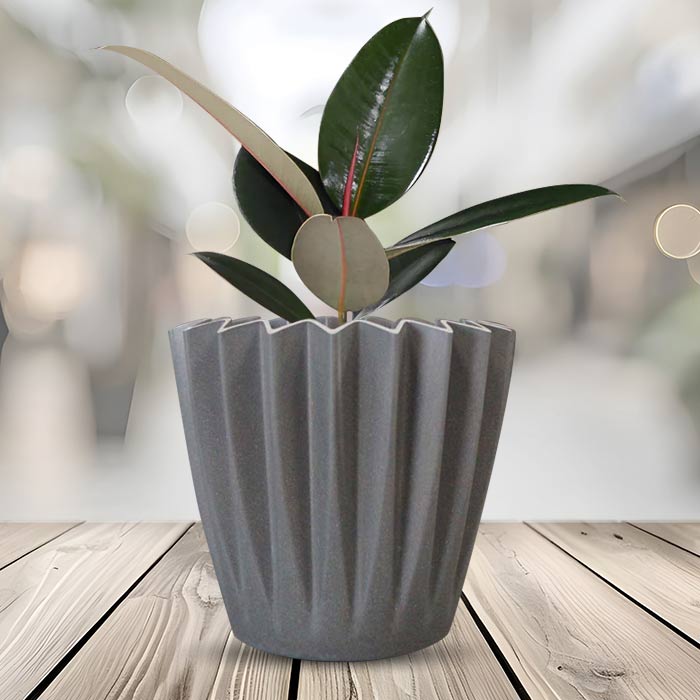 Ficus Elastica Adibijan Indoor Houseplant in a 13cm Nursery Pot with Grey Pot