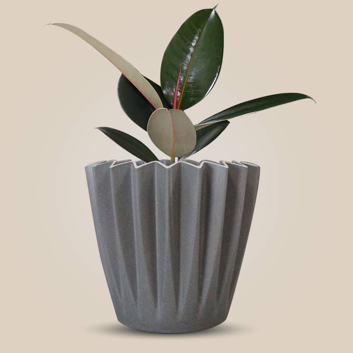 Ficus Elastica Adibijan Indoor Houseplant in a 13cm Nursery Pot with Grey Pot