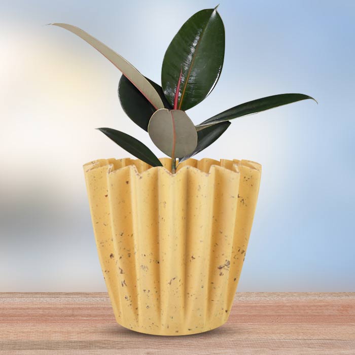 Ficus Elastica Adibijan Indoor House Plant in a 13cm Nursery Pot with Yellow Plant Pot