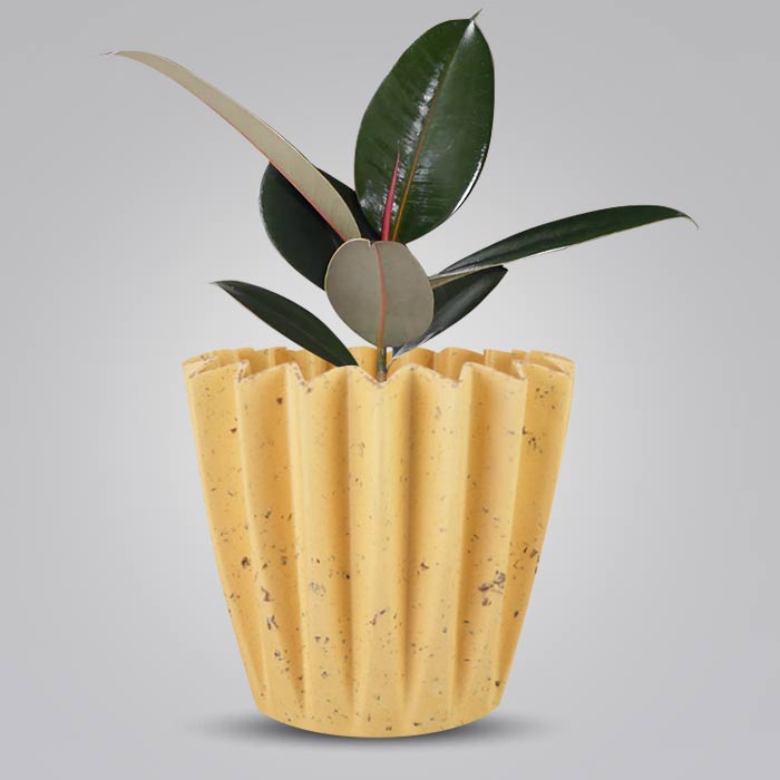 Ficus Elastica Adibijan Indoor House Plant in a 13cm Nursery Pot with Yellow Plant Pot