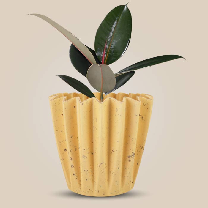 Ficus Elastica Adibijan Indoor House Plant in a 13cm Nursery Pot with Yellow Plant Pot