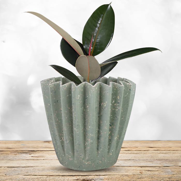 Ficus Elastica Adibijan Houseplant in a 13cm Nursery Pot with Sage Green Pot