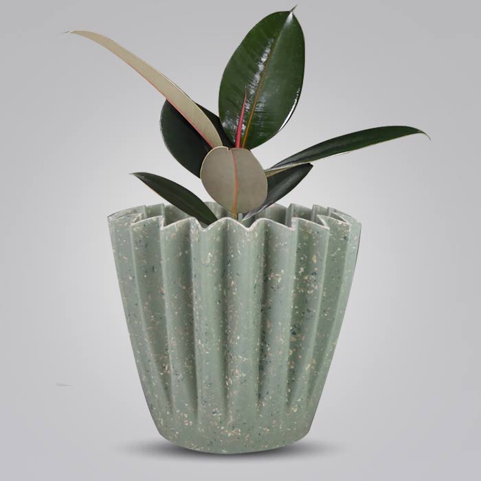 Ficus Elastica Adibijan Houseplant in a 13cm Nursery Pot with Sage Green Pot