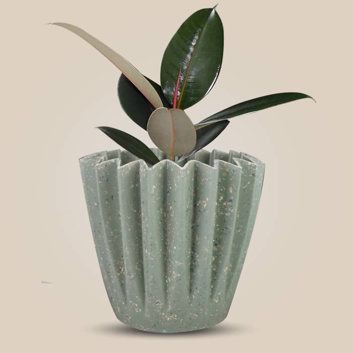 Ficus Elastica Adibijan Houseplant in a 13cm Nursery Pot with Sage Green Pot