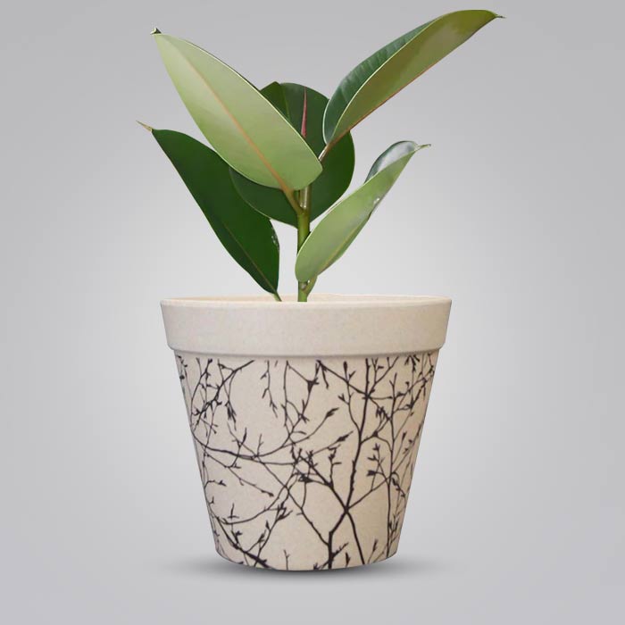 Ficus Elastica Robusta Houseplant in a 13cm Nursery Pot with Bamboo Plant Pot