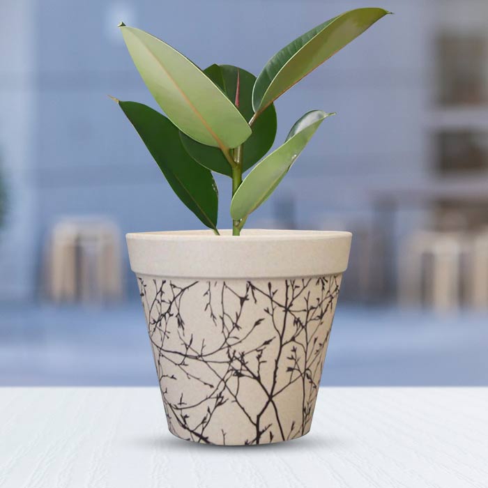 Ficus Elastica Robusta Houseplant in a 13cm Nursery Pot with Bamboo Plant Pot