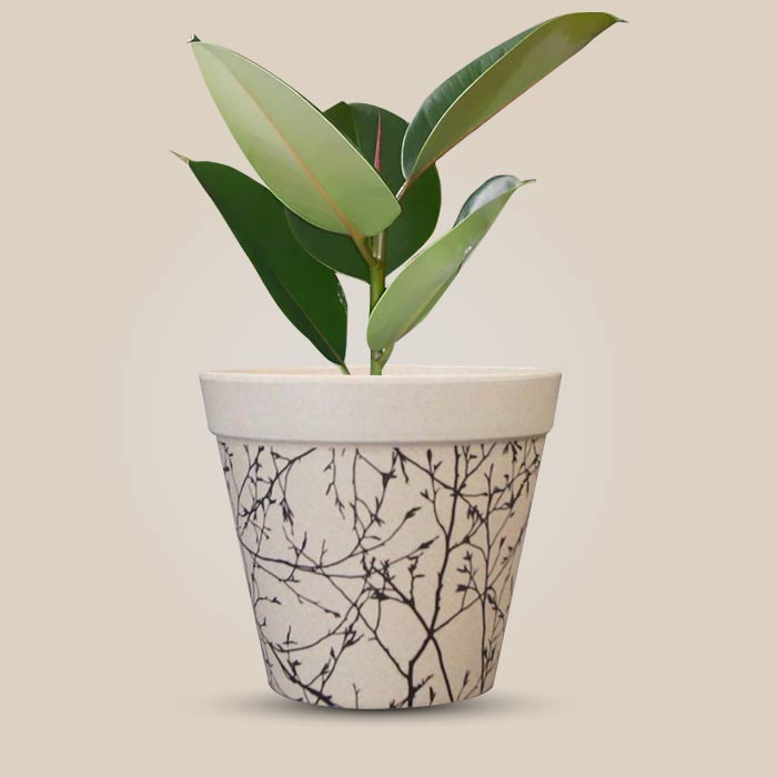 Ficus Elastica Robusta Houseplant in a 13cm Nursery Pot with Bamboo Plant Pot