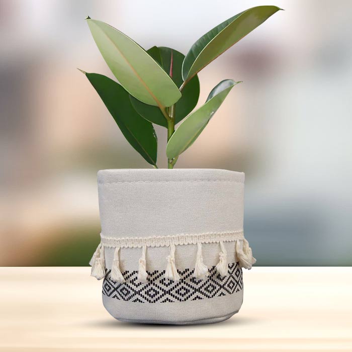 Ficus Elastica Robusta House Plant in a 13cm Nursery Pot with Cotton Pot