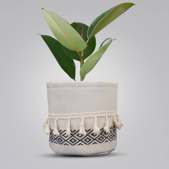 Ficus Elastica Robusta House Plant in a 13cm Nursery Pot with Cotton Pot