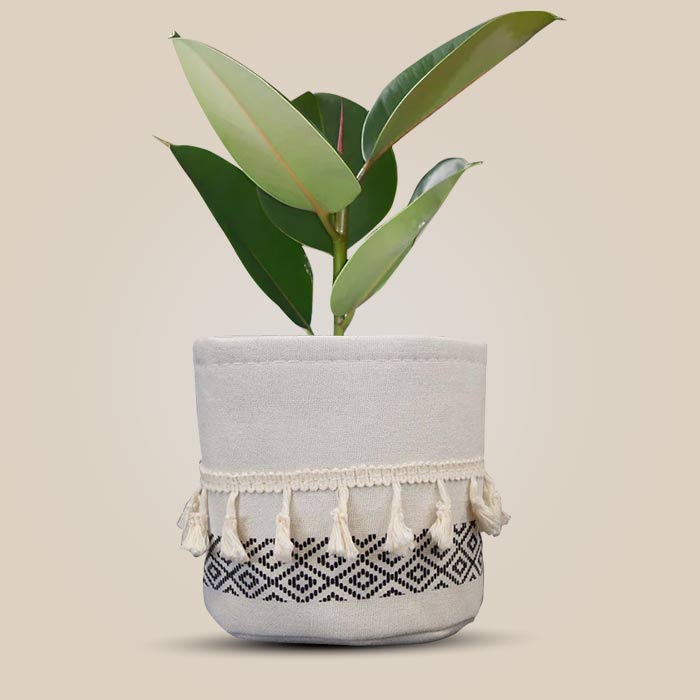 Ficus Elastica Robusta House Plant in a 13cm Nursery Pot with Cotton Pot