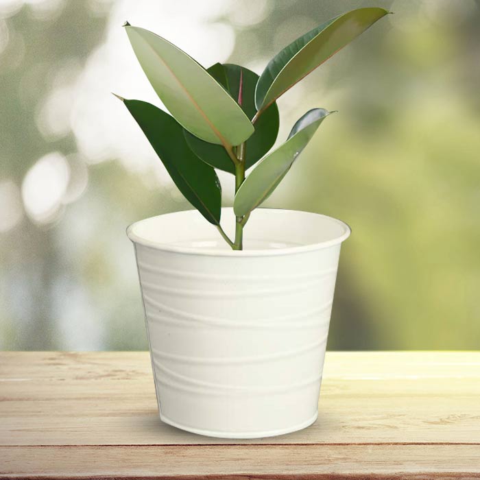 Ficus Elastica Robusta Indoor Plant in a 13cm Nursery Pot with White Metal Pot