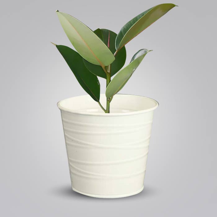 Ficus Elastica Robusta Indoor Plant in a 13cm Nursery Pot with White Metal Pot