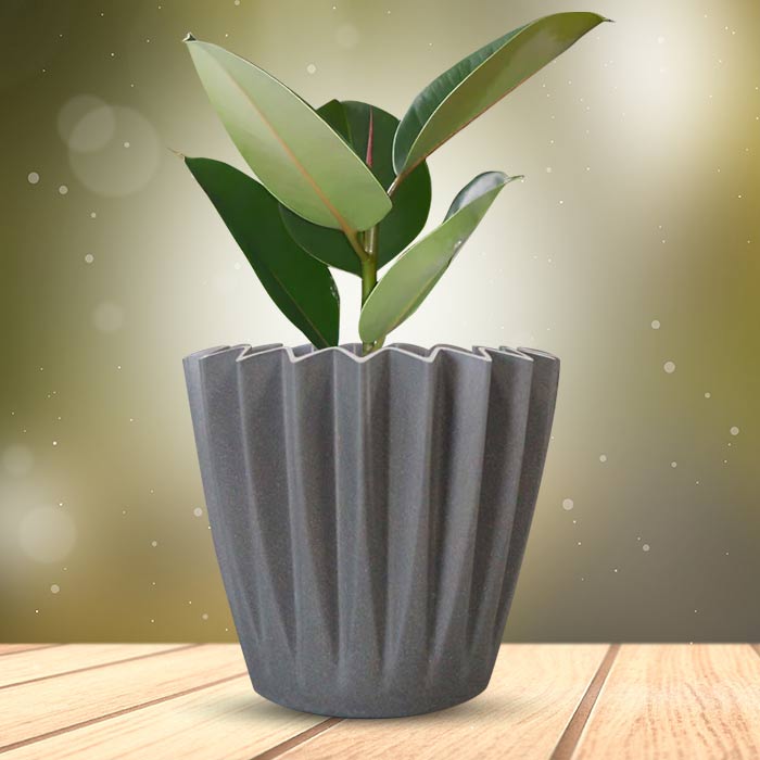 Ficus Elastica Robusta Indoor Houseplant in a 13cm Nursery Pot with Grey Pot