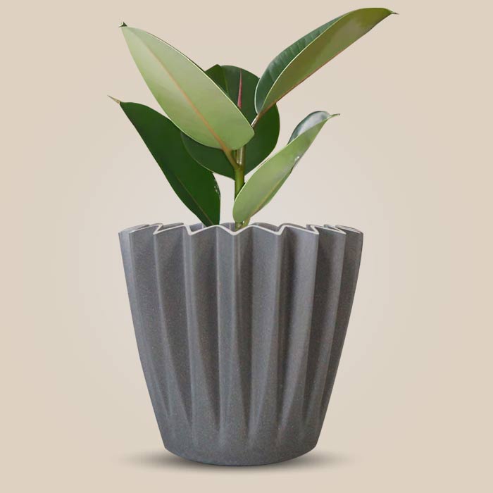 Ficus Elastica Robusta Indoor Houseplant in a 13cm Nursery Pot with Grey Pot