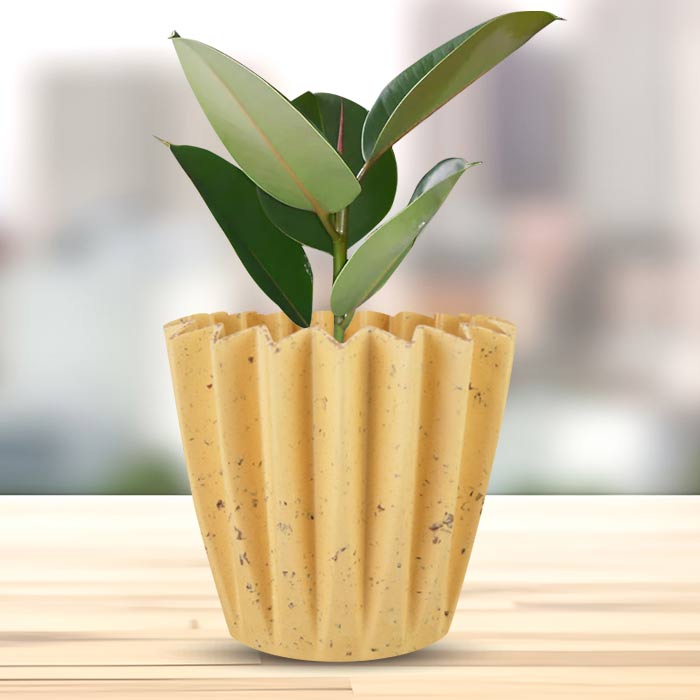 Ficus Elastica Robusta Indoor House Plant in a 13cm Nursery Pot with Yellow Plant Pot