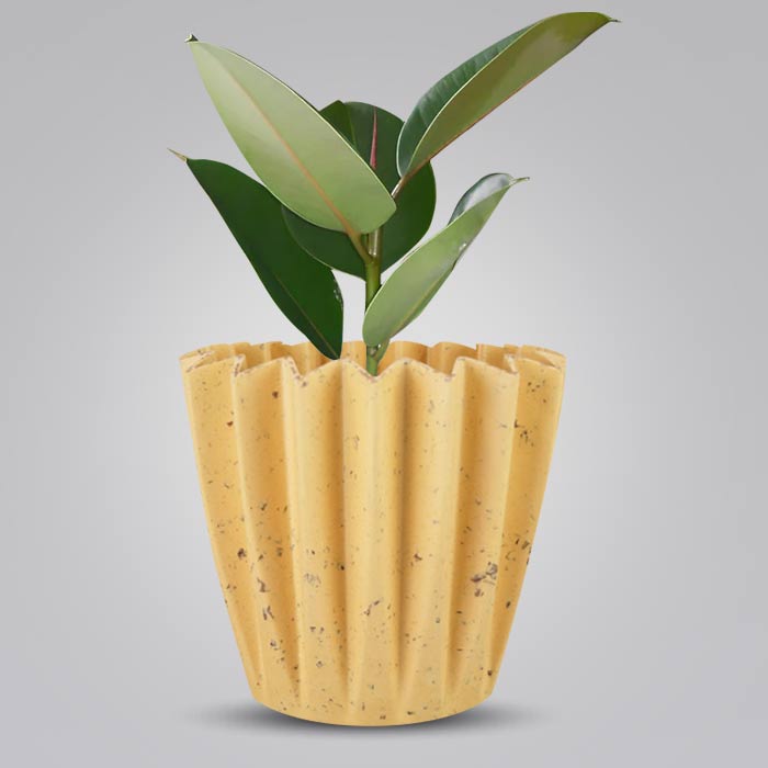 Ficus Elastica Robusta Indoor House Plant in a 13cm Nursery Pot with Yellow Plant Pot