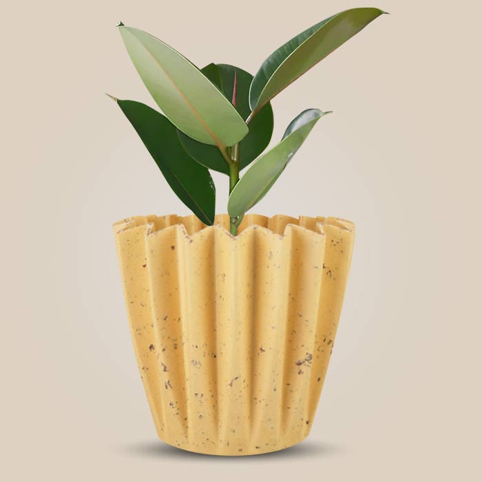 Ficus Elastica Robusta Indoor House Plant in a 13cm Nursery Pot with Yellow Plant Pot