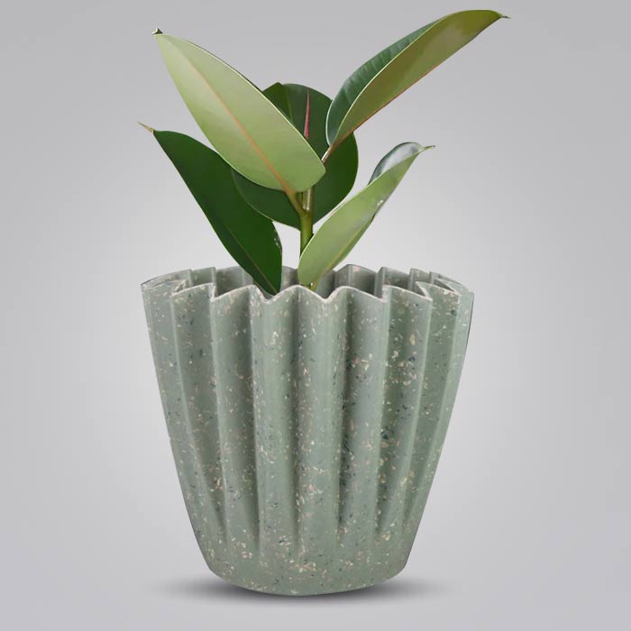 Ficus Elastica Robusta Houseplant in a 13cm Nursery Pot with Sage Green Pot