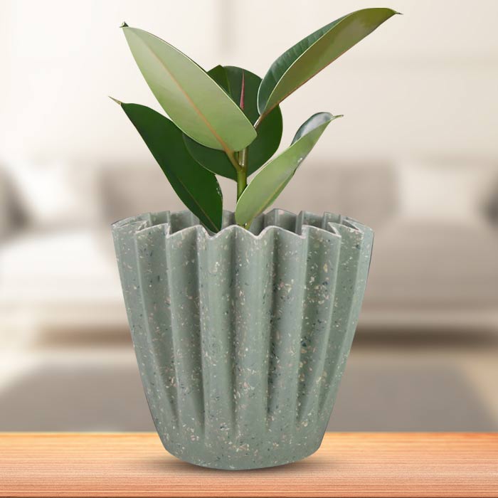 Ficus Elastica Robusta Houseplant in a 13cm Nursery Pot with Sage Green Pot