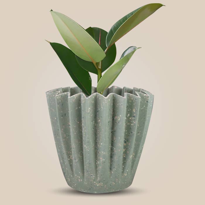 Ficus Elastica Robusta Houseplant in a 13cm Nursery Pot with Sage Green Pot