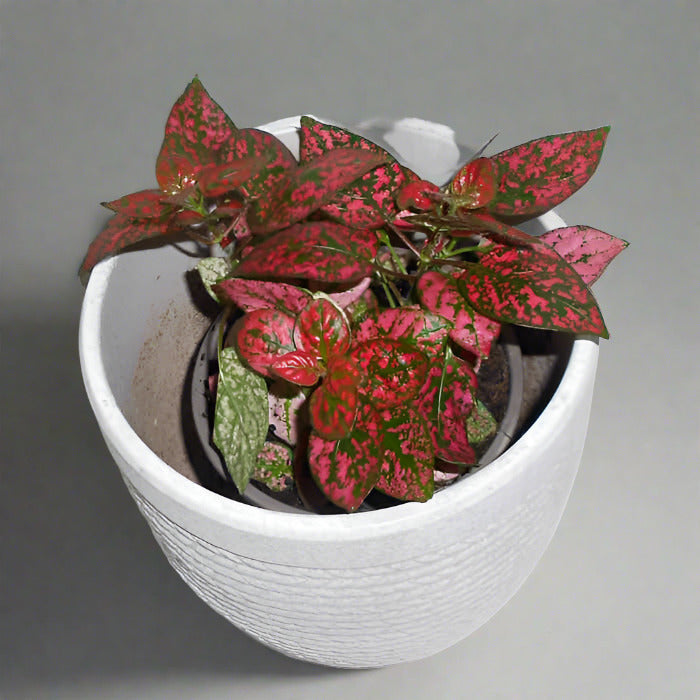 Hypoestes Phyllostachya Red (Red Polka Dot Plant)