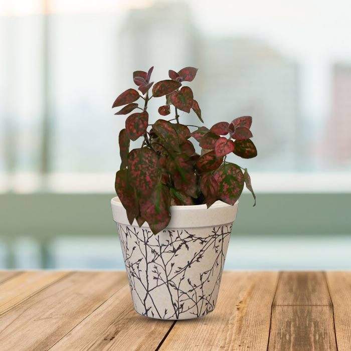 Hypoestes Phyllostachya Red Houseplant in a 9cm Nursery Pot with Bamboo Plant Pot