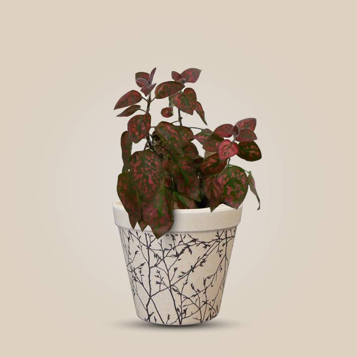 Hypoestes Phyllostachya Red Houseplant in a 9cm Nursery Pot with Bamboo Plant Pot