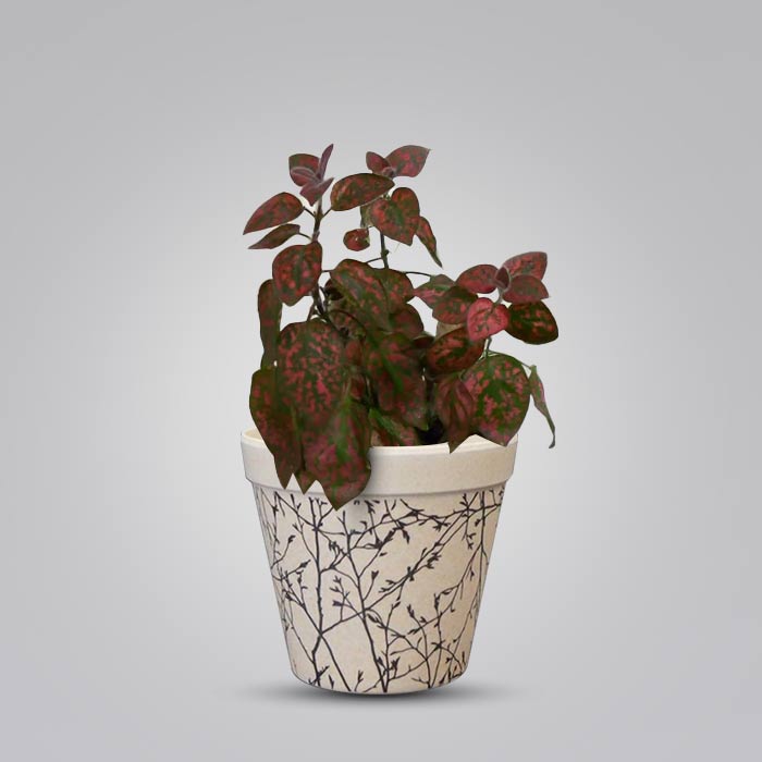 Hypoestes Phyllostachya Red Houseplant in a 9cm Nursery Pot with Bamboo Plant Pot