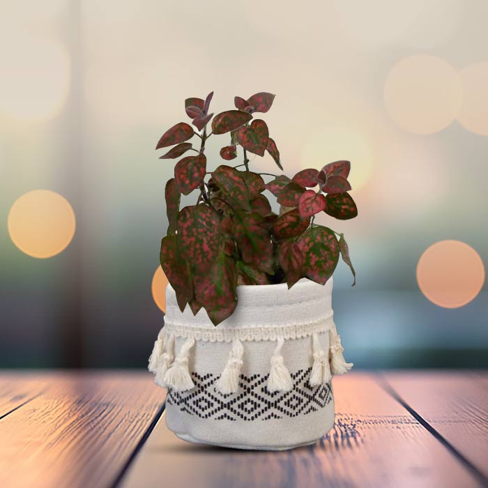 Hypoestes Phyllostachya Red House Plant in a 9cm Nursery Pot with Cotton Pot