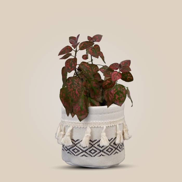 Hypoestes Phyllostachya Red House Plant in a 9cm Nursery Pot with Cotton Pot