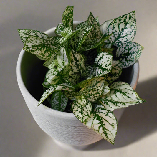 White Polka Dot Plant in a plant pot