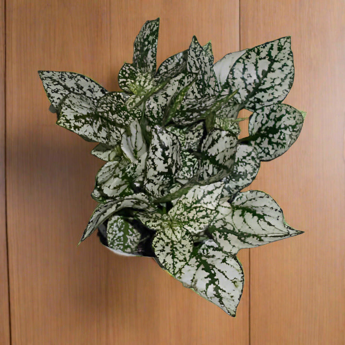 White Polka Dot Plant leaves