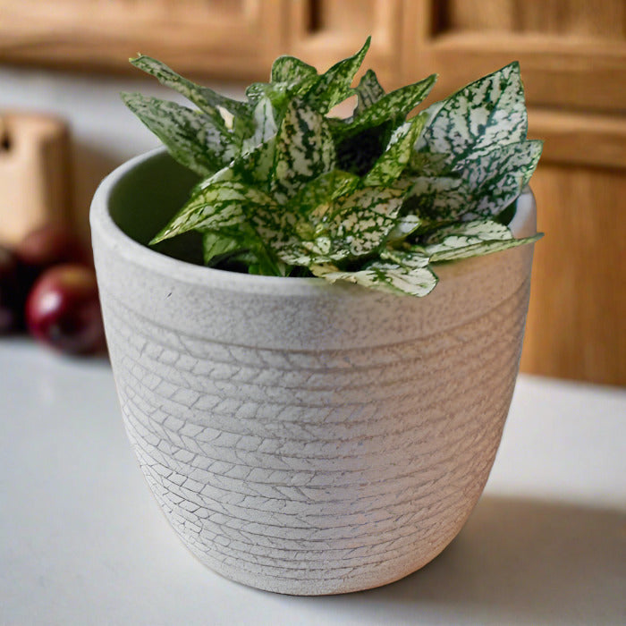 White Polka Dot Plant house plant in a pot