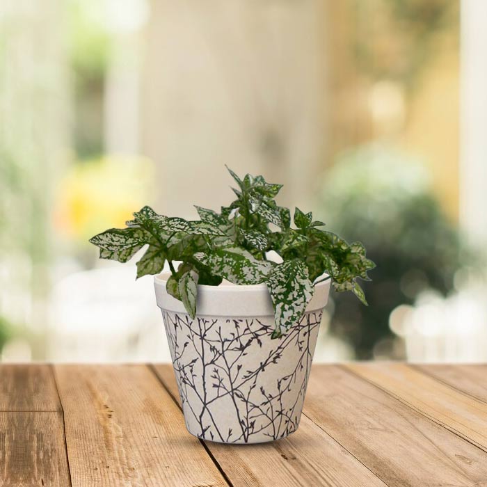 Hypoestes Phyllostachya White Houseplant in a 9cm Nursery Pot with Bamboo Plant Pot