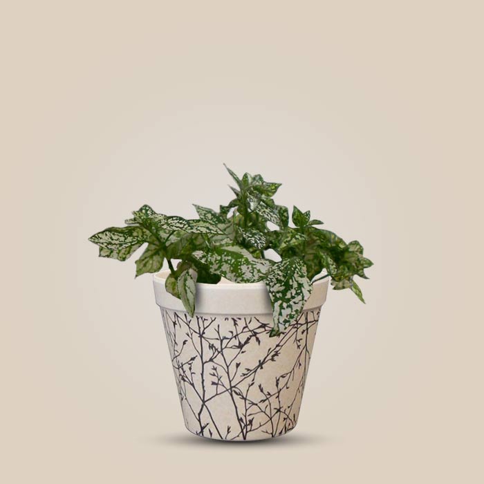 Hypoestes Phyllostachya White Houseplant in a 9cm Nursery Pot with Bamboo Plant Pot