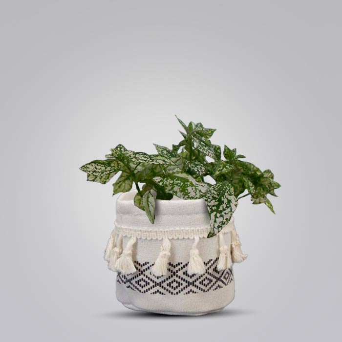 Hypoestes Phyllostachya White House Plant in a 9cm Nursery Pot with Cotton Pot