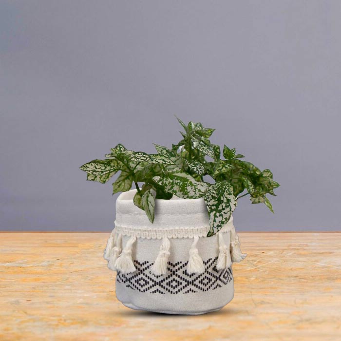 Hypoestes Phyllostachya White House Plant in a 9cm Nursery Pot with Cotton Pot