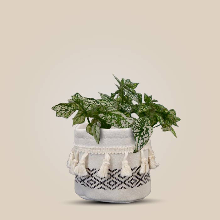 Hypoestes Phyllostachya White House Plant in a 9cm Nursery Pot with Cotton Pot