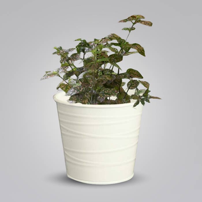 Hypoestes Sanguinolenta Pink Indoor Plant in a 13cm Nursery Pot with White Metal Pot