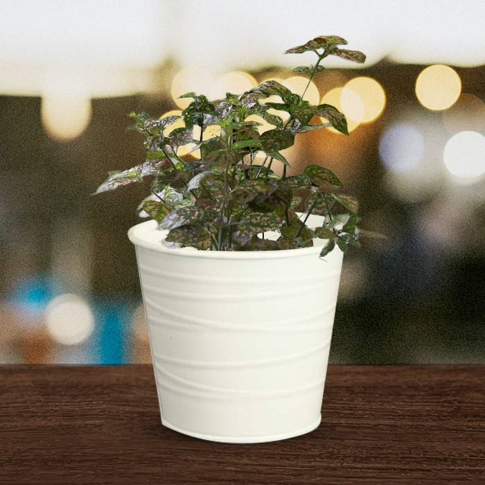 Hypoestes Sanguinolenta Pink Indoor Plant in a 13cm Nursery Pot with White Metal Pot