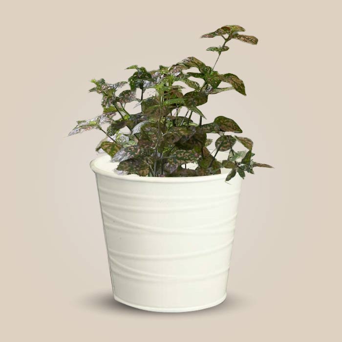 Hypoestes Sanguinolenta Pink Indoor Plant in a 13cm Nursery Pot with White Metal Pot